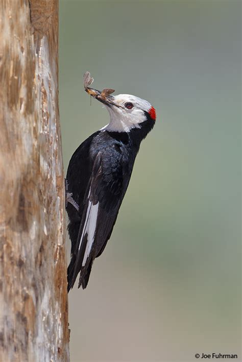 White-headed Woodpecker – Joe Fuhrman Photography