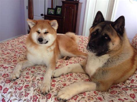 American Akita Vs Japanese Akita Inu The Akita Life