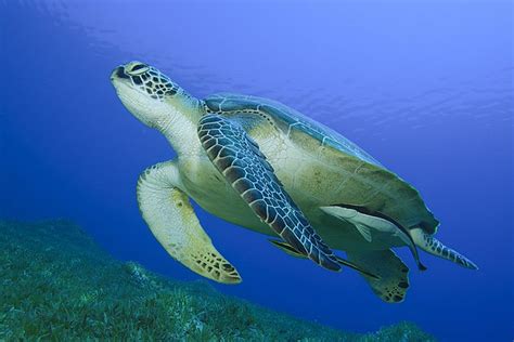 Turtle Nesting & Hatching in Tortuguero National Park | kimkim