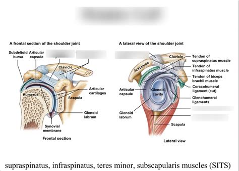 Rotator Cuff Diagram Quizlet