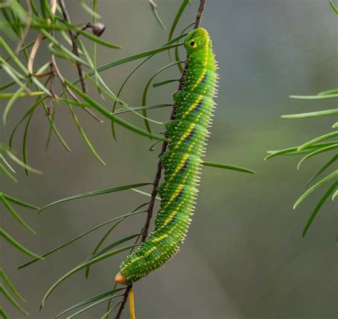 A Brand New Hawk Moth — Life In A Southern Forest Hawk Moth Moth