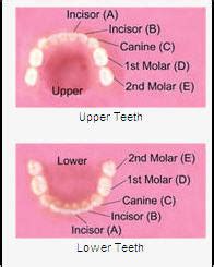 Names of teeth - human, baby and adult tooth names