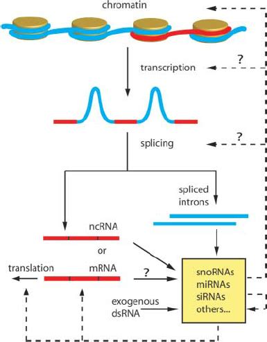 Regulatory Networks Involving Small Non Coding Rnas Small Non Coding