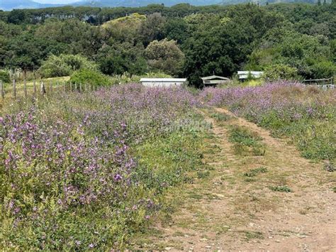 Terreno Agricolo Via Sant Angelo Cerveteri Rif