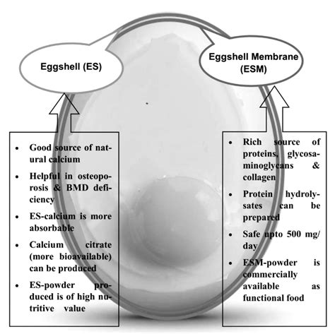 Applications of eggshell and eggshell membrane in human food | Download Scientific Diagram