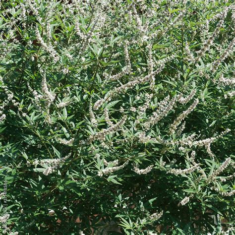 Vitex Agnus Castus Latifolia Alba Gattilier Blanc Ou Poivre Du