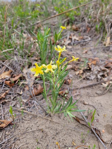 Fringed puccoon : r/Wildflowers