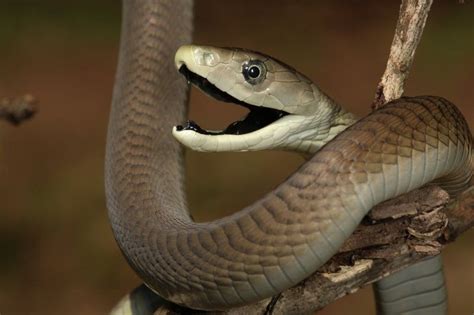 9 Fakta Ular Black Mamba Hewan Mitos Yang Mengerikan Dari Afrika