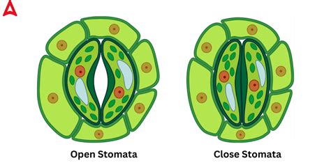 Stomata Diagram Function Definition Structure Types