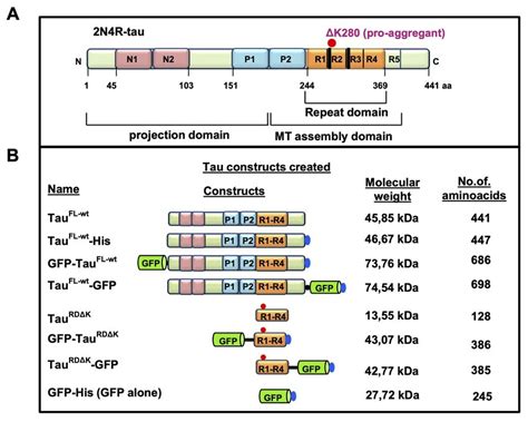 Tau Proteins And Variants Used In This Study A Bar Diagram Of Longest