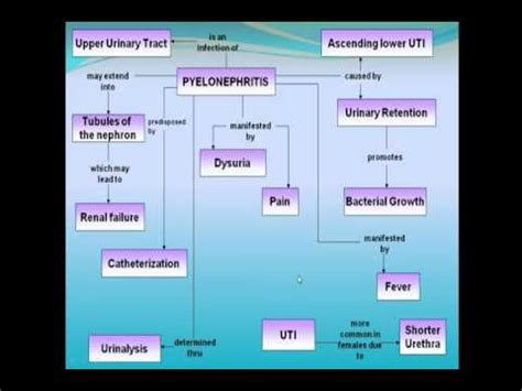 Concept Map Pyelonephritis Youtube