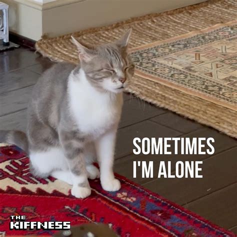 The Kiffness Sometimes I M Alone Lonely Cat Lyrics Genius Lyrics