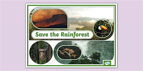 save  rainforest photo display poster teacher