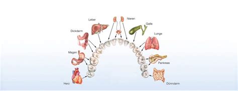 Informatorische Vernetzung Zähne Organe Praxisklinik für integrativ
