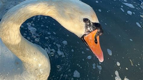 Cob Charges In Swan Pair Anglesey Enjoying The Seeds I Gave Them 2