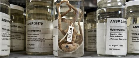 Herpetology | Research at The Academy of Natural Sciences of Drexel ...