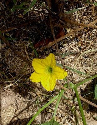 EYE CATCHING FLORA OF THAR DESERT RAJASTHAN Tripoto