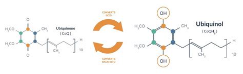 COQ10 vs Ubiquinol | Ubiquinol Australia