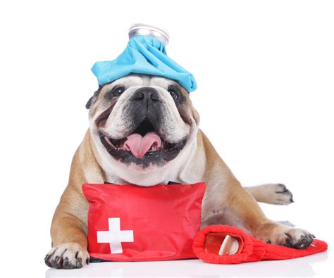 Emergency Care for Your Pet - Roosevelt Vet