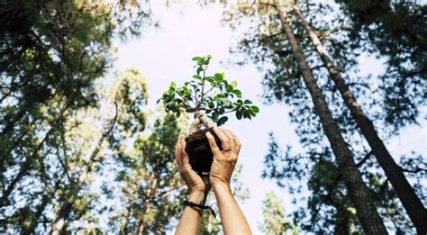 Manejo florestal sustentável e sua importância para o meio ambiente