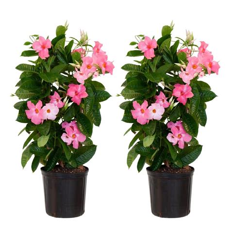 United Nursery Pink Mandevilla Trellis Live Outdoor Vining Plant In 9