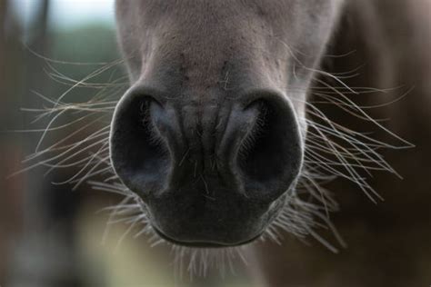 1100 Flared Nostril Foto Stok Potret And Gambar Bebas Royalti Istock