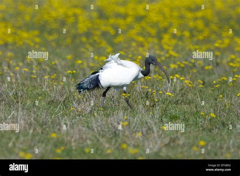 Sacred Ibis Threskiornis Aethiopicus Namaqualand Northern Cape South