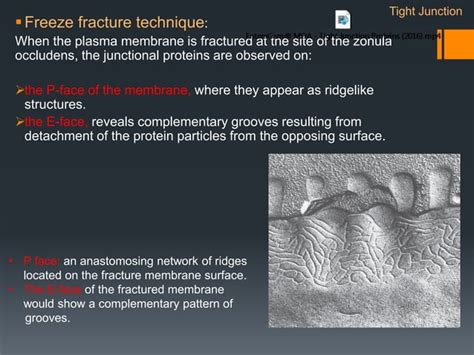 Cell adhesion molecules