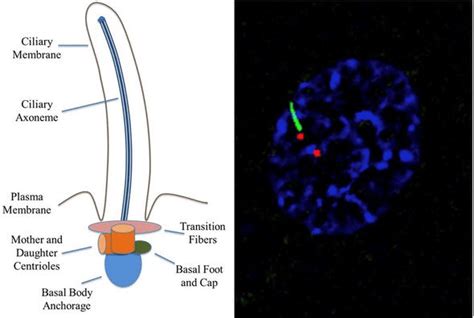 Primary Cilia Structure The Axonemes Of Primary Cilia Are Anchored Download Scientific Diagram