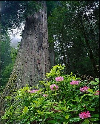 TEMPERATE RAINFOREST FACTS