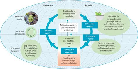 Evaluating Natural Medicinal Resources And Their Exposure To Global