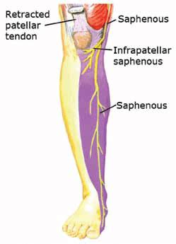 Saphenous Nerve Course - Abba Humananatomy