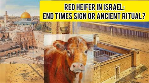 Red Heifer In Israel End Times Sign Or Ancient Ritual YouTube