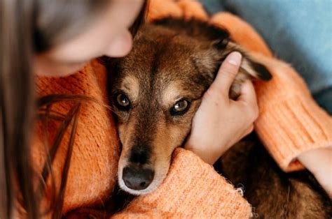 Seguro Obligatorio De Responsabilidad Civil Para Perros And Jar