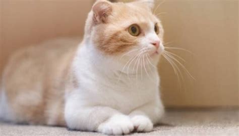 Munchkin Cats For Sale A Complete Guide Articlesubmited