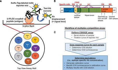 Frontiers Novel Antibody Competition Binding Assay Identifies