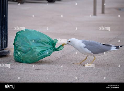 Bird eating garbage hi-res stock photography and images - Alamy