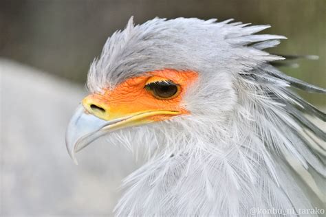 東武動物公園のヘビクイワシ Twitter