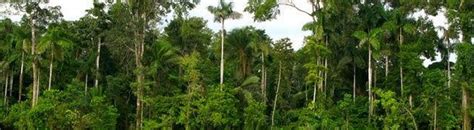 Amazon Rainforest Deforestation Before And After