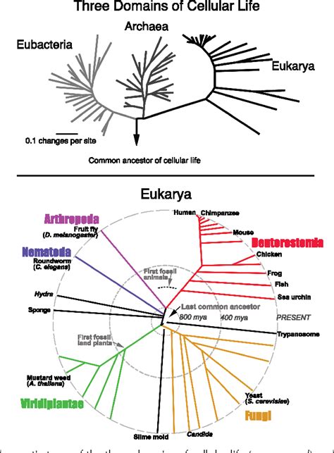 Figure 19 1 From Evolution Of Glycan Diversity Semantic Scholar