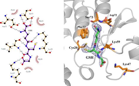 Schematic Representation Of The G Site Gsh Environment In Atdhar The