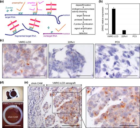 Figure 1 From Chromogenic In Situ Hybridization Reveals Specific