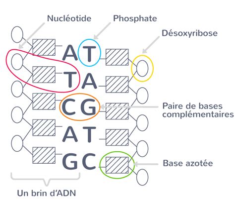 Légender un schéma de molécule dADN 2nde Exercice de connaissances