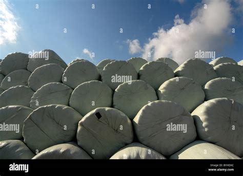 Silage Hay Bales Wrapped In Plastic Stacked On Farmland In