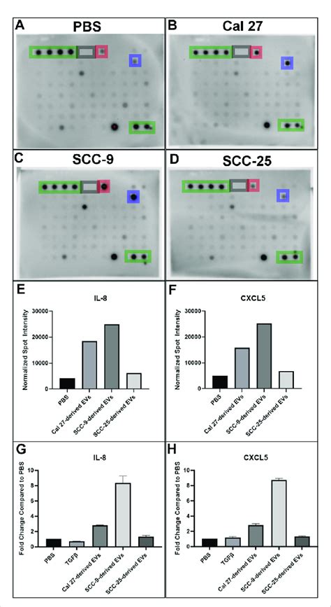 Cytokine antibody array profiles (A-F) and ELISA (G-H) of conditioned... | Download Scientific ...