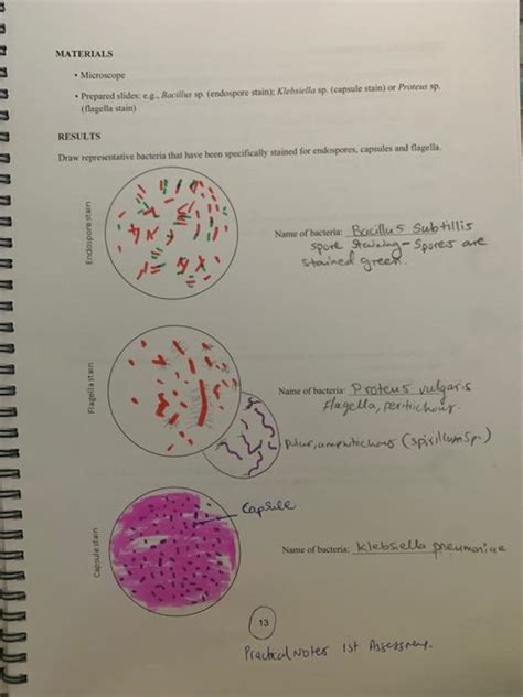 Prepared Slides Of Bacteria Edu Svet Gob Gt