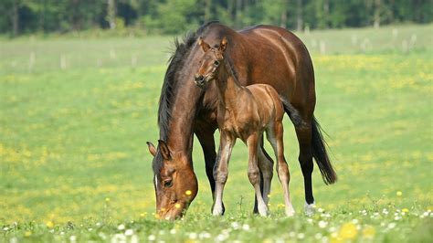 Modern breeding methods: what are they and which one is right for your mare? - Horse & Hound