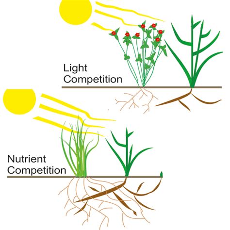 What Do Plants Compete For