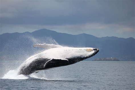 Le suivi des baleines à bosse dans locéan Indien