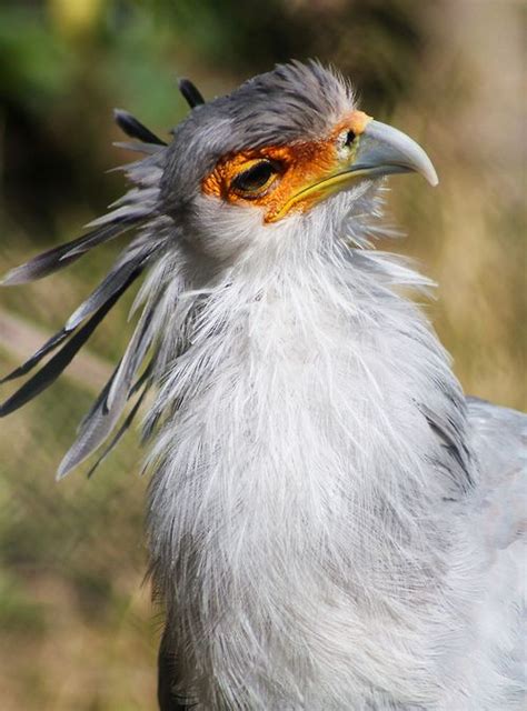 Secretary Bird Sagittarius Serpentarius By Jenna Stirling On Flickr